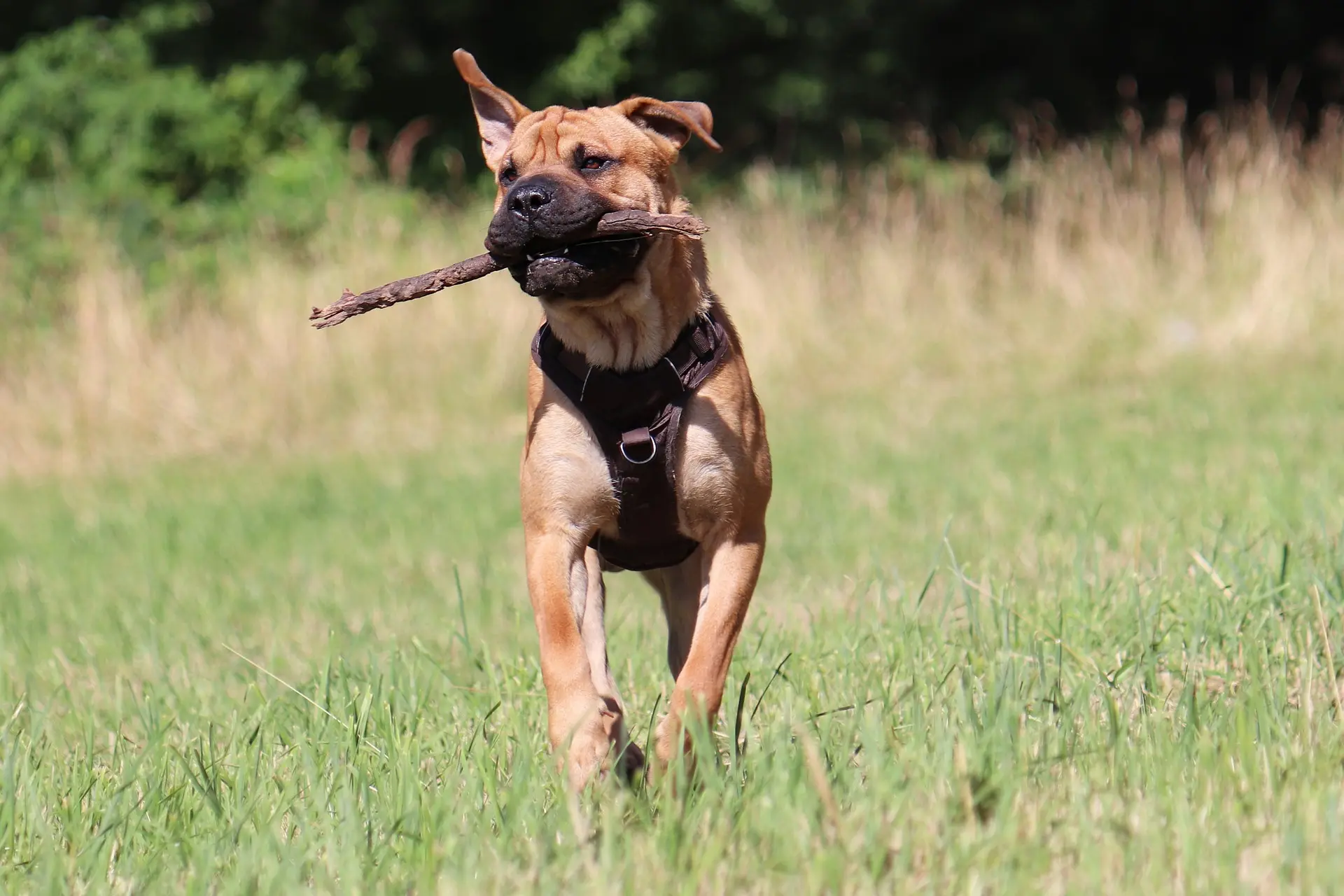 Anbieter von Hundegeschirren